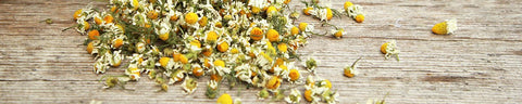 Chamomile Chamomile