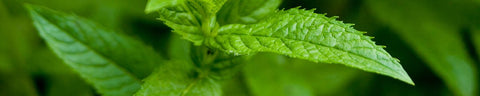Peppermint Peppermint