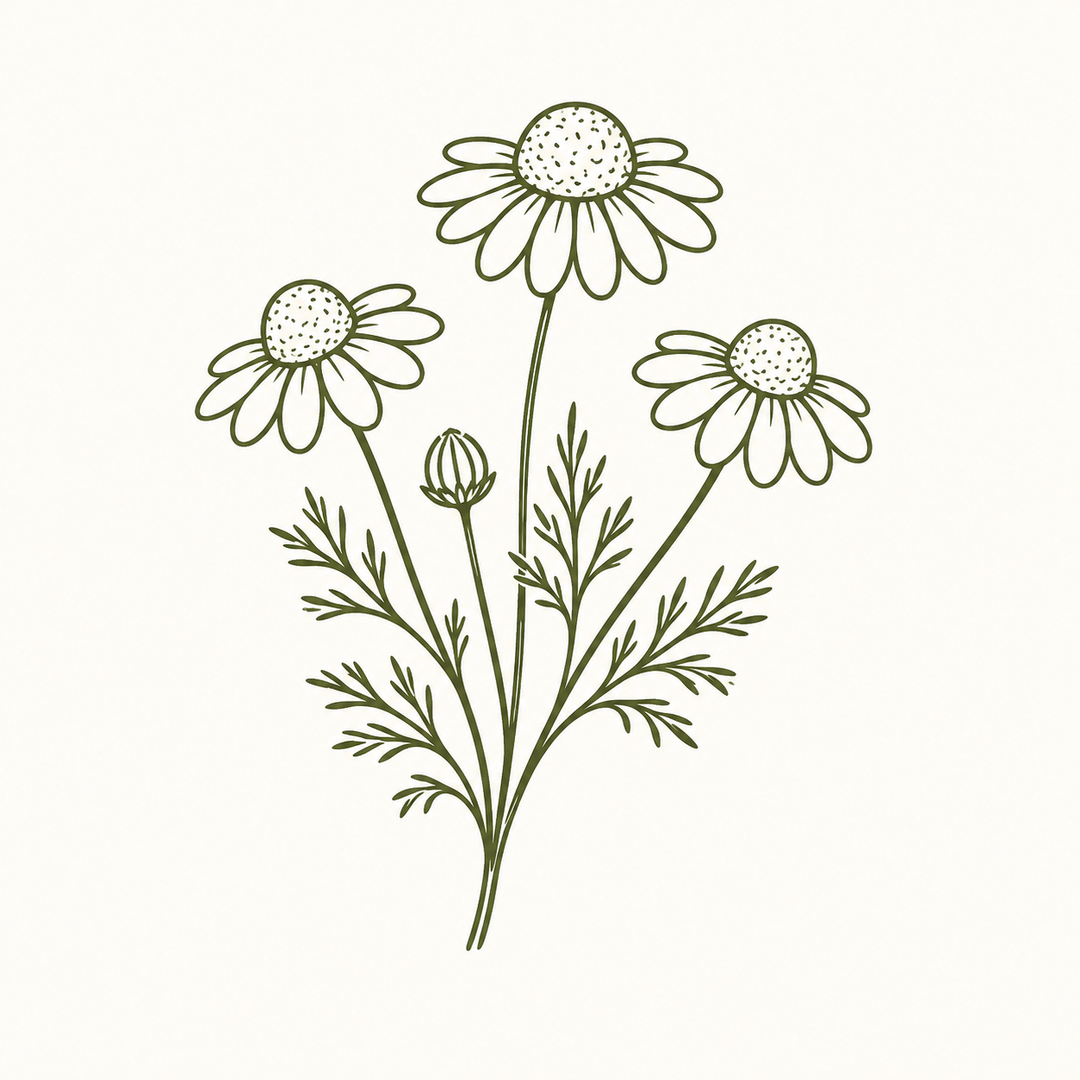 Chamomile flower drawing for Sleep Tea