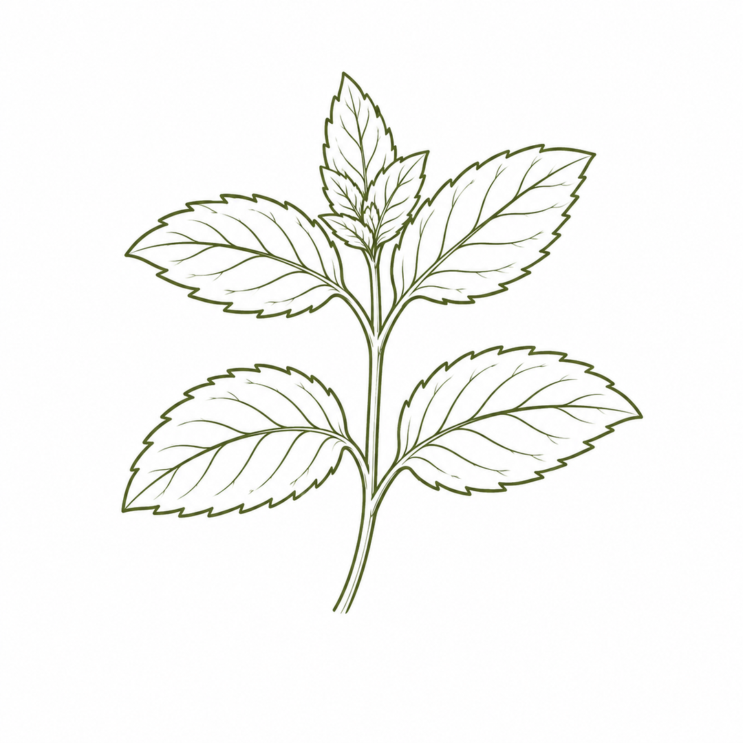 A botanical line drawing of a peppermint leaf shown in dark green outlines on a plain white background.